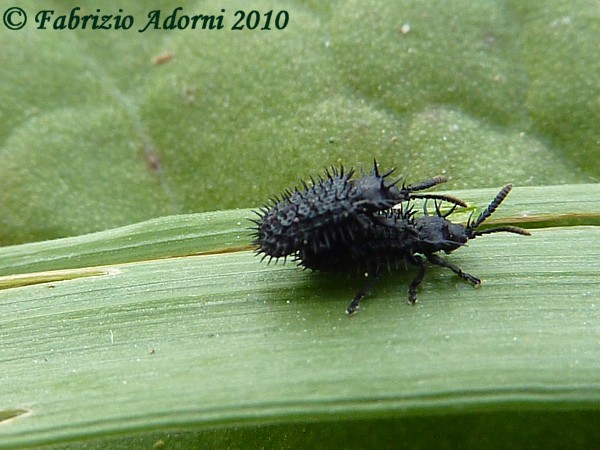 Coleotteri spinosi? Hispa atra e Hispa testacea